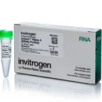 Thermo Fisher Scientific Ambion RNase A, affinity purified, 1 mg/mL, 200 ug