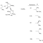 Merck GENTAMICIN SULFATE FROM MICROMONOSPORA &