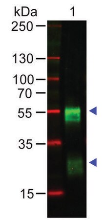Merck Anti-Rabbit IgG (H+L), highly cross adsorbed antibody produced in goat