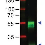 Merck Anti-Rabbit IgG (H+L), highly cross adsorbed antibody produced in goat
