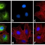 Thermo Fisher Scientific Goat anti-Rat IgG2a Secondary Antibody, FITC