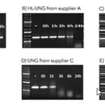 Merck Heat-labile Cod Uracil-DNA Glycosylase