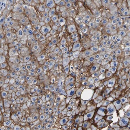 Merck Anti-ADGRA2 antibody produced in rabbit