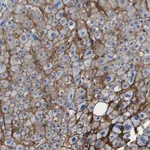 Merck Anti-ADGRA2 antibody produced in rabbit