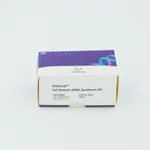 ELK Biotechnology EntiLink 1st Strand cDNA Synthesis Kit