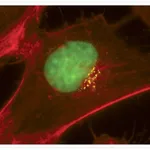 Thermo Fisher Scientific Goat anti-Mouse IgG (H+L) Cross-Adsorbed Secondary Antibody, Alexa Fluor 430