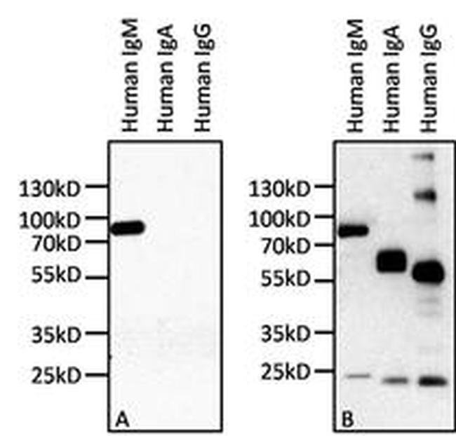 Thermo Fisher Scientific Mouse anti-Human IgM Secondary Antibody