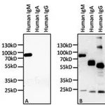 Thermo Fisher Scientific Mouse anti-Human IgM Secondary Antibody