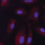 Merck Anti-Sirt3 antibody produced in rabbit
