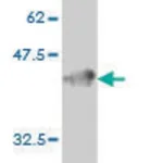 Merck Monoclonal Anti-GUCY2C antibody produced in mouse