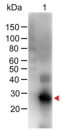 Merck Anti-Human IgG (Fc specific), F(ab')2 fragment, highly cross adsorbed-Biotin antibody produced in goat