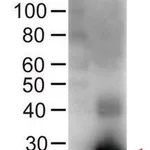 Merck Anti-Human IgG (Fc specific), F(ab')2 fragment, highly cross adsorbed-Biotin antibody produced in goat