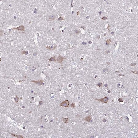 Merck Anti-TMEM8C antibody produced in rabbit