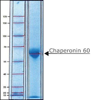 Merck CHAPERONIN 60 FROM ESCHERICHIA COLI&