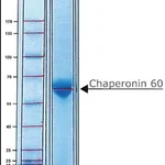 Merck CHAPERONIN 60 FROM ESCHERICHIA COLI&