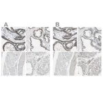 Merck Anti-B4GALT1 antibody produced in rabbit