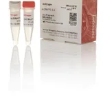Thermo Fisher Scientific pcDNA3.1<sup> (+)</sup> Mammalian Expression Vector