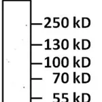 Thermo Fisher Scientific Goat anti-Syrian Hamster IgG (H+L) Secondary Antibody, HRP