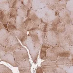 Merck Anti-FNDC5 antibody produced in rabbit