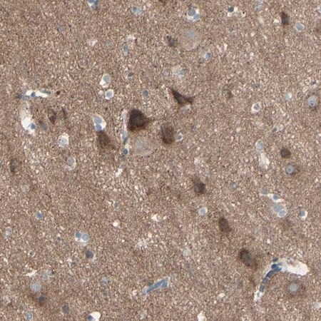 Merck Anti-PCDHGA2 antibody produced in rabbit