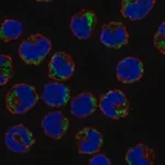 Merck Anti-AGPAT5 antibody produced in rabbit