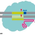 Merck CAS9 PLUS PROTEIN