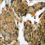 Merck Anti-phospho-AXL (pTyr698) antibody produced in rabbit