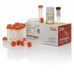 Thermo Fisher Scientific One Shot TOP10/P3 Chemically Competent E. coli