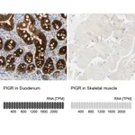 Merck Anti-PIGR antibody produced in rabbit