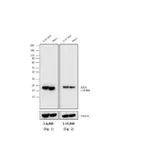 Thermo Fisher Scientific Rabbit anti-Mouse IgG (H+L) Secondary Antibody, HRP
