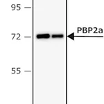Merck ANTI-PBP2A OF MRSA ANTIBODY, MOUSE MONO&