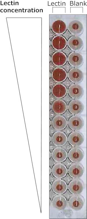 Merck LECTIN FROM TRITICUM VULGARIS FITC LABEL