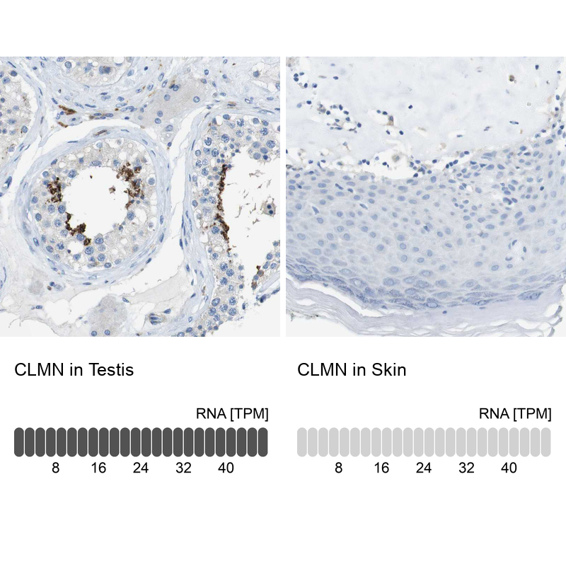 Atlas Antibodies Anti-CLMN Antibody