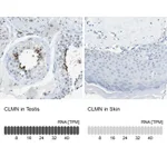 Atlas Antibodies Anti-CLMN Antibody