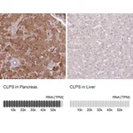 Atlas Antibodies Anti-CLPS Antibody