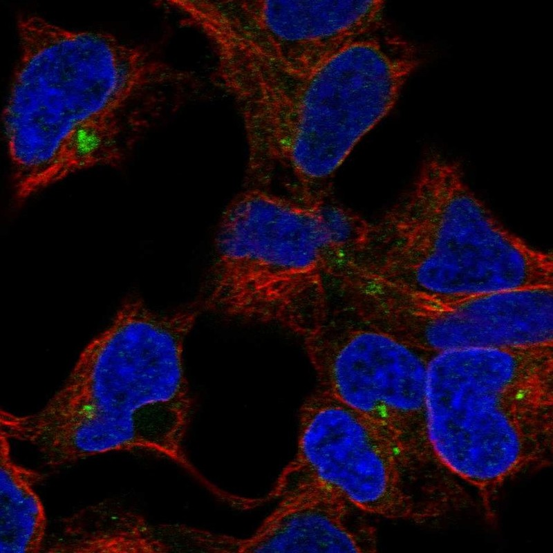 Atlas Antibodies Anti-CLPTM1 Antibody
