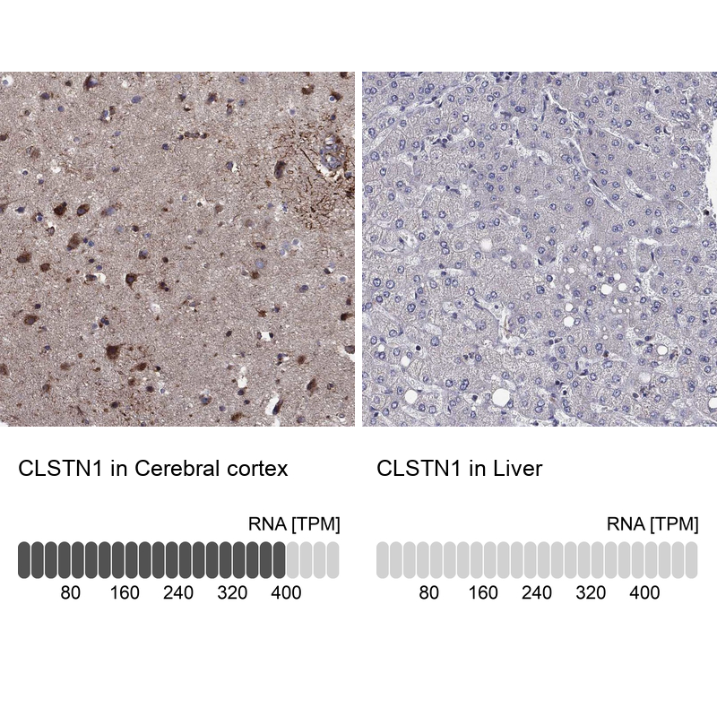 Atlas Antibodies Anti-CLSTN1 Antibody