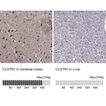 Atlas Antibodies Anti-CLSTN1 Antibody