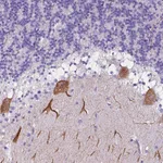 Atlas Antibodies Anti-CLSTN2 Antibody