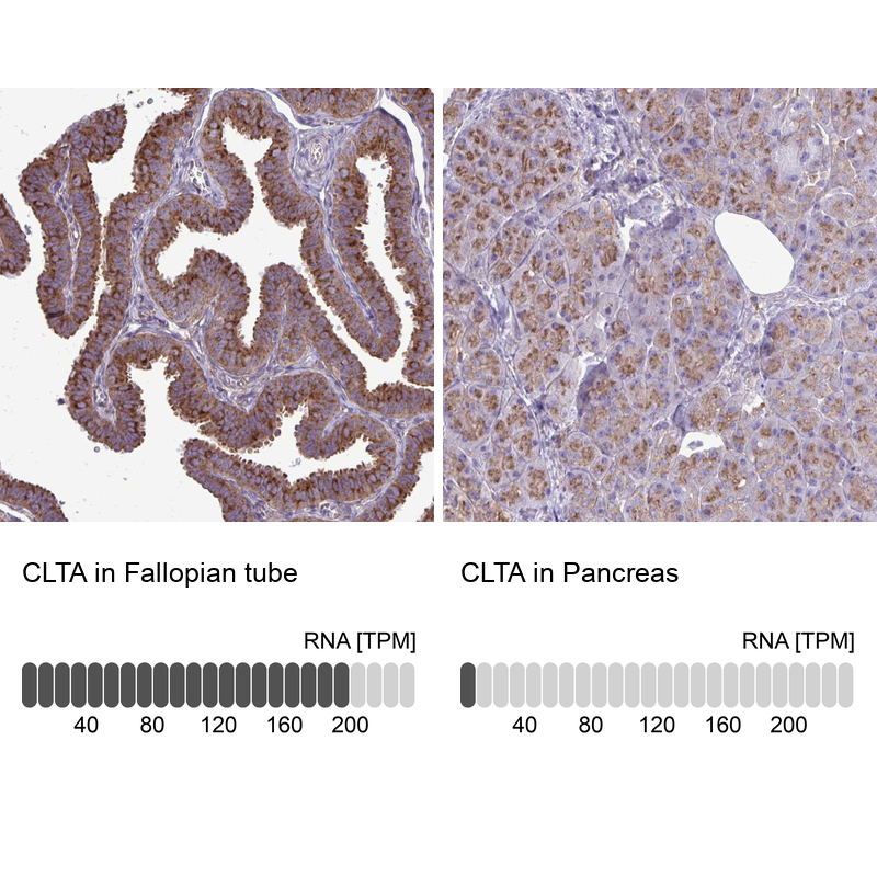 Atlas Antibodies Anti-CLTA Antibody