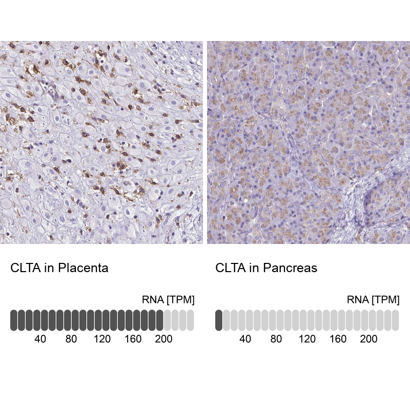 Atlas Antibodies Anti-CLTA Antibody