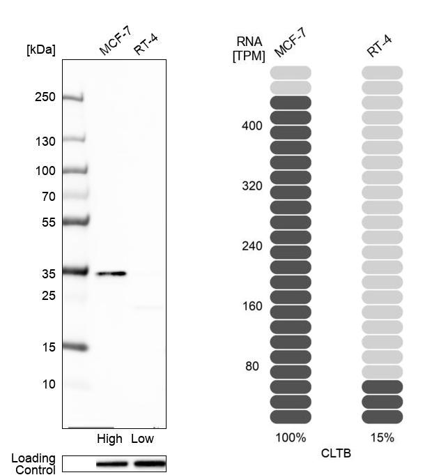 Atlas Antibodies Anti-CLTB Antibody