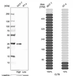 Atlas Antibodies Anti-CLTB Antibody