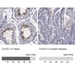 Atlas Antibodies Anti-CLTCL1 Antibody