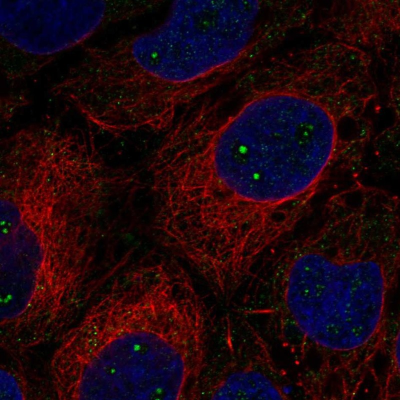 Atlas Antibodies Anti-CLUH Antibody