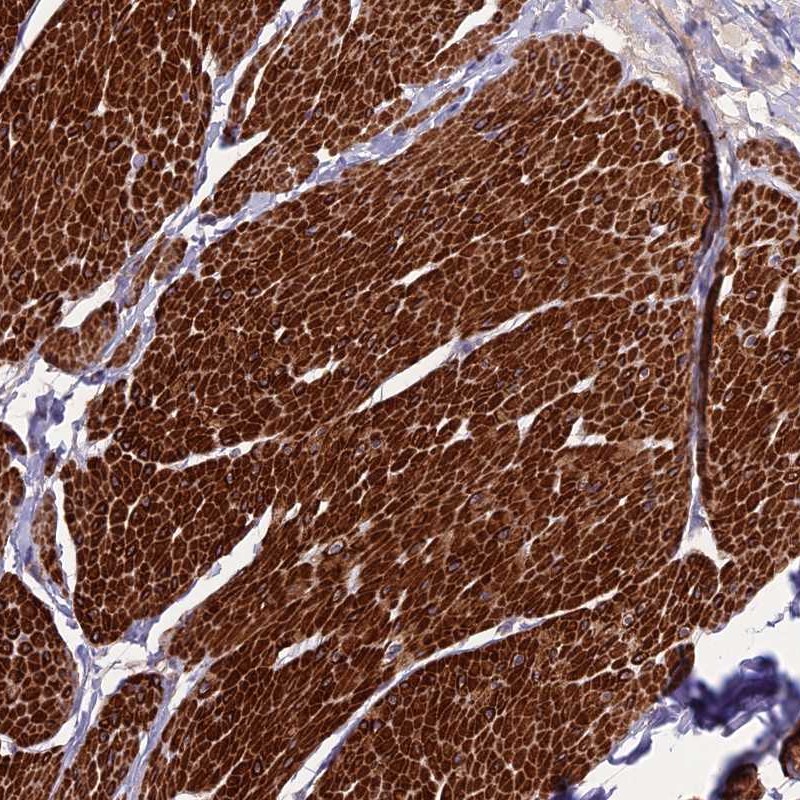 Atlas Antibodies Anti-CLUH Antibody