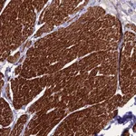 Atlas Antibodies Anti-CLUH Antibody