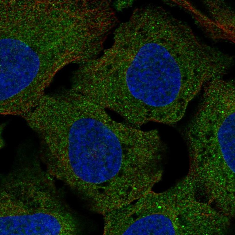 Atlas Antibodies Anti-CLUL1 Antibody