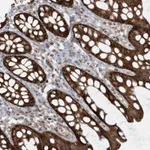 Atlas Antibodies Anti-CLUAP1 Antibody