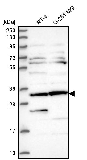 Atlas Antibodies Anti-CLUAP1 Antibody